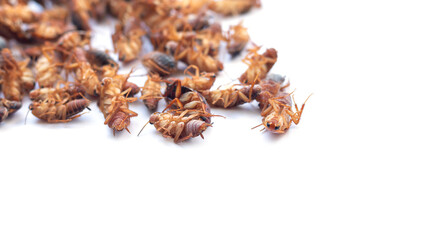 Heap of dead cockroach insects isolated on white background