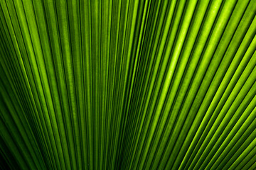 Palm leaf pattern for background