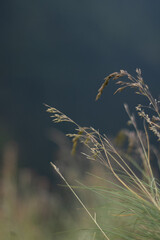 Fototapeta na wymiar Mountain in the background, focus- out of focus plants