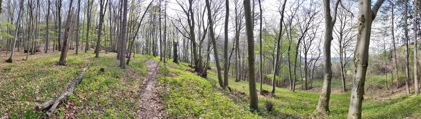forest panorama
