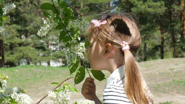 Child with pollen allergy. Little girl sniffing flower of bird cherry, hackberry, sneezing and blowing nose because of seasonal allergy. Spring allergy concept. 