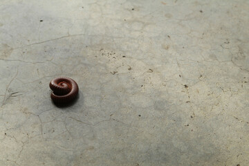 brown millipede on cement is a creepy creature that is abundant in the rainy season. It is a tropical animal found mainly in Asia in the forests and homes of people.