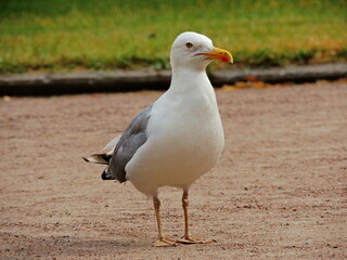 A beautiful seagull standing on the ground during macro photography in the city of St. Petersburg. Bird seagull portrait shooting.