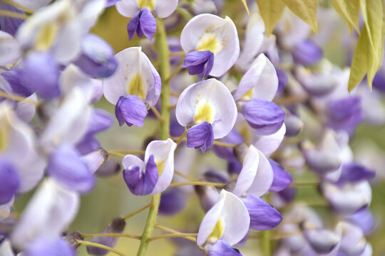 Japanischer Blauregen - Wisteria floribunda