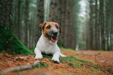 jack russell terrier puppy forest portrait