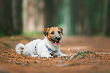 jack russell terrier puppy forest portrait