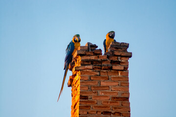 Macaws