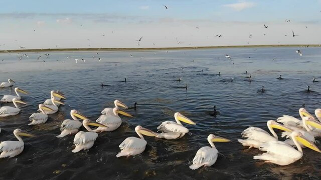 Kalmykia, nature reserve. Pelicans and cormorants swim on the lake.