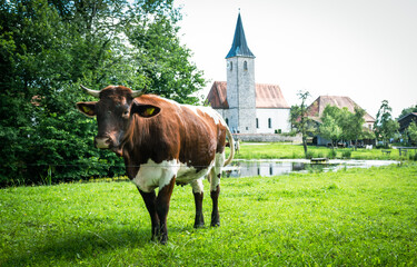 Pinzgauer Kuh auf der Weide