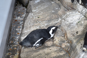 penguin in zoo