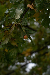 Egg on oak tree leaf, autumn