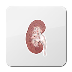 Human kidney cross section on scientific background. 3d illustration