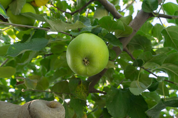 Apple green apples on a branch in the orchard