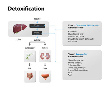 Toxins, liver. Process of Detoxification and elimination. Enter, exit, and store of toxins in humans body. A toxin is a poisonous substance that capable of inducing antibody formation 3d render