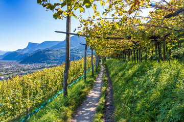 Orchards in the mountains at Merano, Italy. - obrazy, fototapety, plakaty
