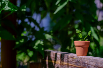 small jug with a plant in a pot on a background of greenery