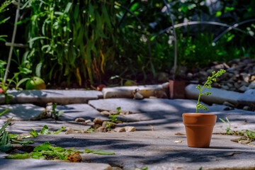 small jug with a plant in a pot on a background of greenery