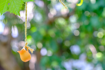 small jug hanging from a rope on a background of greenery