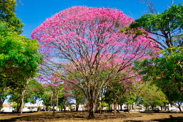 pink ipe tree