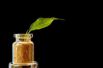 small glass jar with a green leaf on a black background