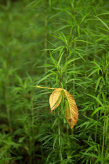leaf on green grass