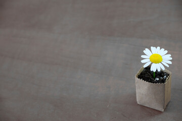 chamomile in a bag made of recycled paper on a wood background