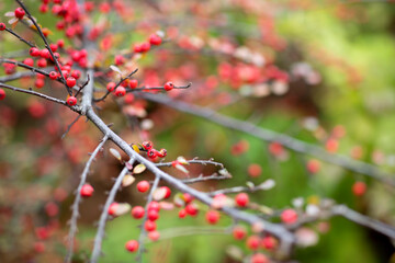 Dammer's cotoneaster. Berries in the autumn forest. Bush of red berries.