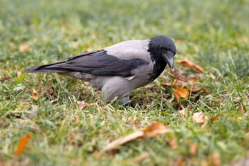 Ravens in the city on the grass. Background with birds