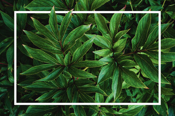 Square frame, creative layout made of tropical leaves with paper card note. Flat lay. Nature concept. Summer poster.