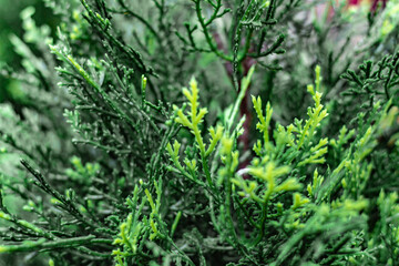 a lot of sprigs of artificial greenery for decorating aquariums close-up