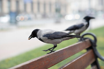 The raven on the bench is eating. Feeding the crow. Crow close up.