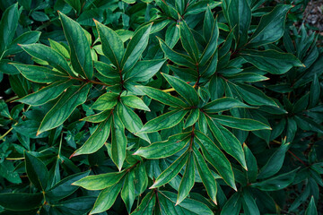 Green leaves pattern background, Natural background and wallpaper. Flat lay. Nature concept