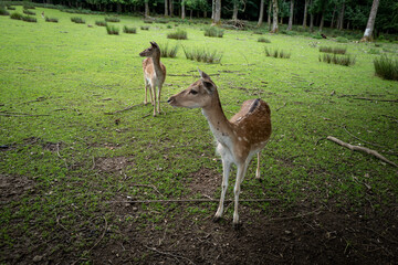 Damwild