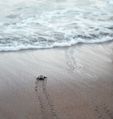 Sea turtle hatchlings on the sand beach get to the sea safely leaving flippers tracks on wet sand 