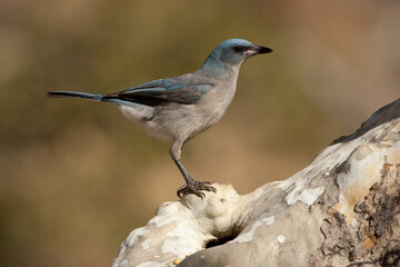 Mexican Jay taken in SE ARizona