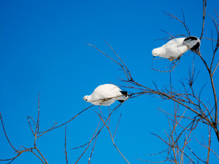 2 Partridges On A Tree And One Of Them Looks At The Camera