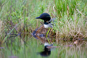 Common Loon adult on nest taken in central MN