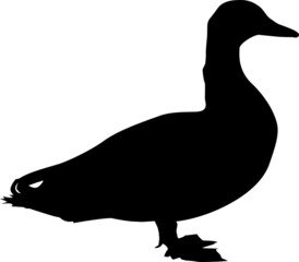 Isolated image of a duck. Creative graphic design for a butcher shop, farmer's market. Poster on the theme of animals. Black silhouette of a duck on a white background. A set of farm animals.