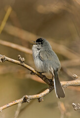 Black-tailed Gnatcatcher (Polioptila melanura)