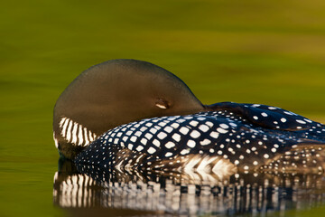 Common Loon sleeping taken in central MN
