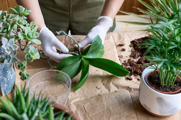 The hands of woman transplanting orchid into another pot on the table, taking care of plants and home flowers. Home gardening.
