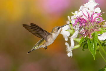 Ruby-throated Hummingbird taken in southern MN