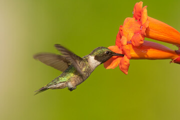 Fototapeta premium Ruby-throated Hummingbird taken in southern MN