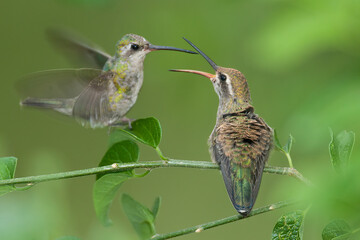 Broad-billed Hummingbird perched taken in SE Arizona