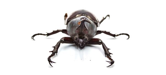 Rhinoceros beetle, Rhino beetle, Hercules beetle, Unicorn beetle, Horn beetle isolated