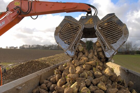 Chargement de betterave sur camions 3 essieux 44 tonnes