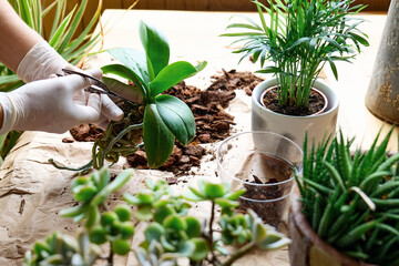 The hands of woman transplanting orchid into another pot on the table, cut out rotten roots,  taking care of plants and home flowers. Home gardening. © Caterina Trimarchi