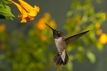 Black-chinned Hummingbird taken in Colorado