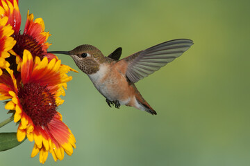 Ruffous Hummingbird taken in Colorado