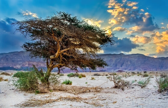 Lonely acacia tree among stone desert of the Middle East